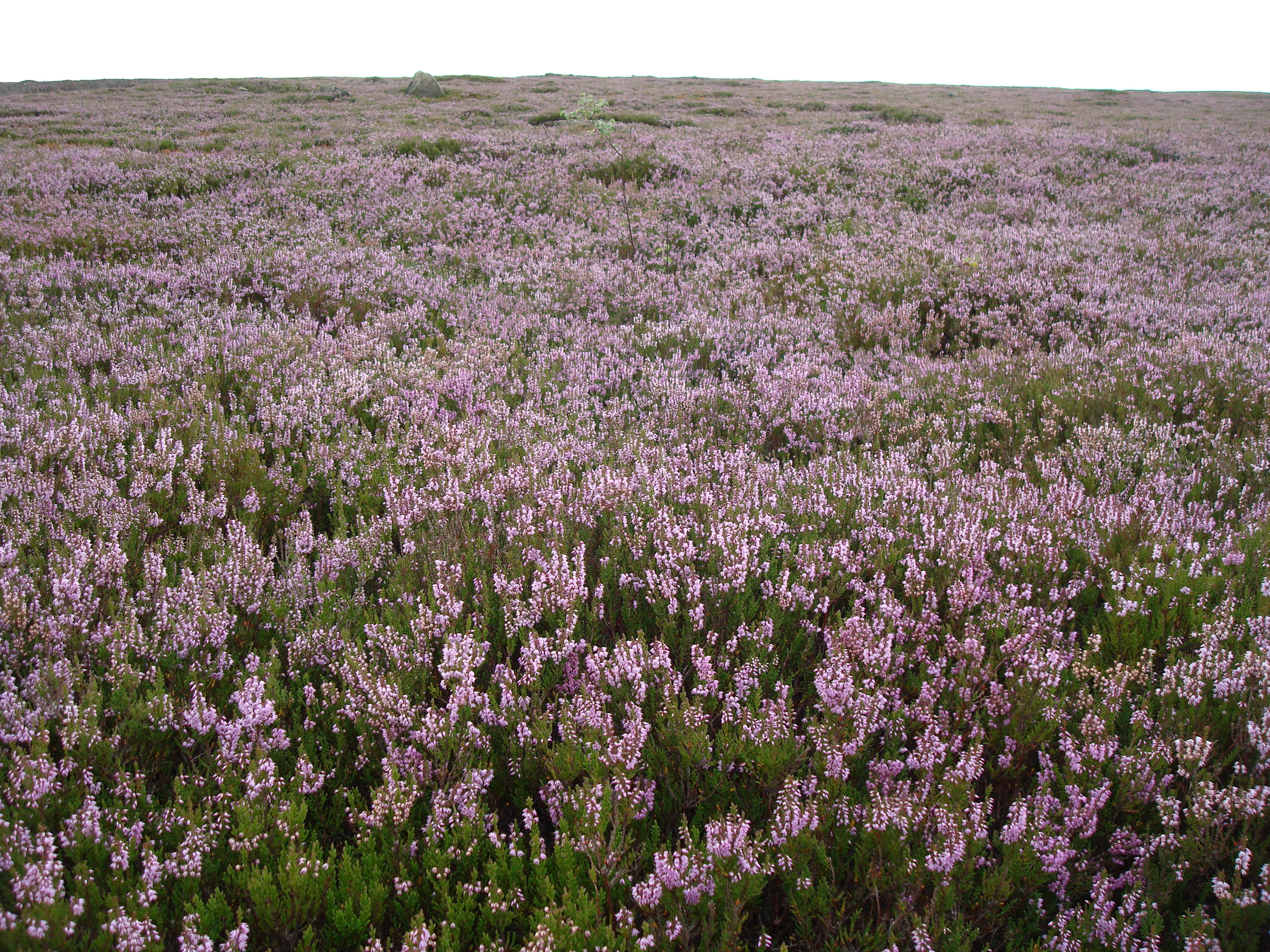 Heather moorland